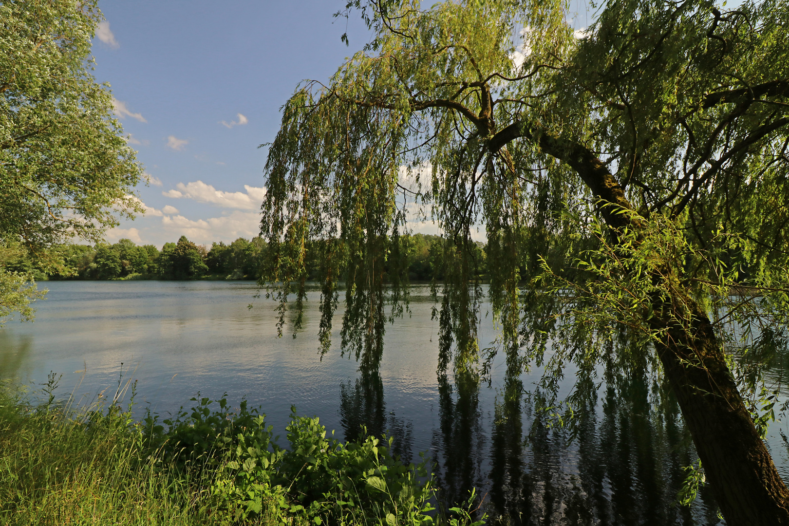 Blick durch Weidenzweige