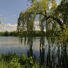 Blick durch Weidenzweige