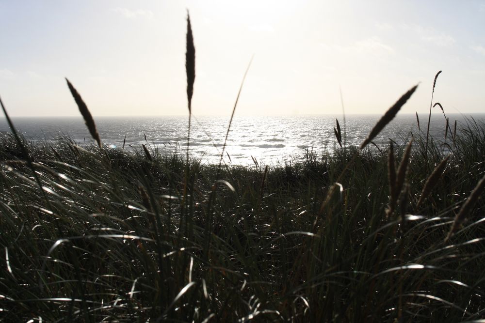 Blick durchs Dünengras