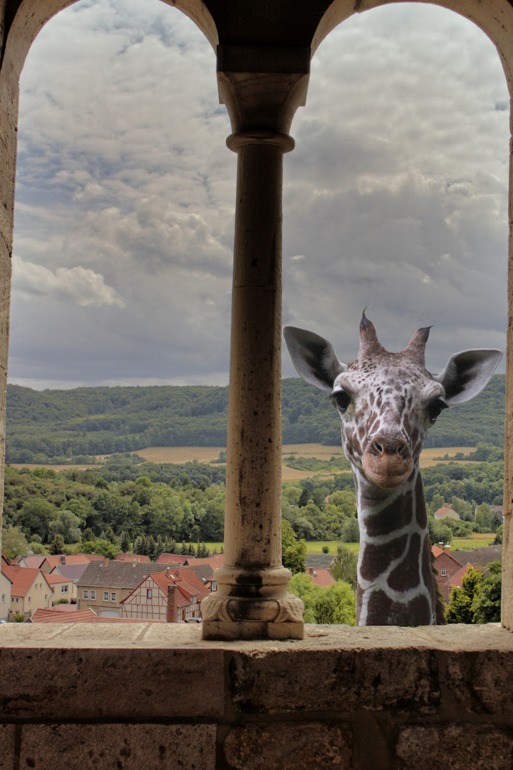 Blick durchs fenster