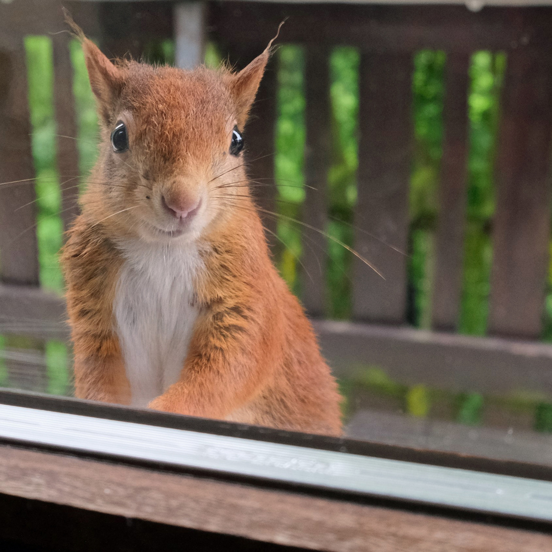 Blick durchs Fenster