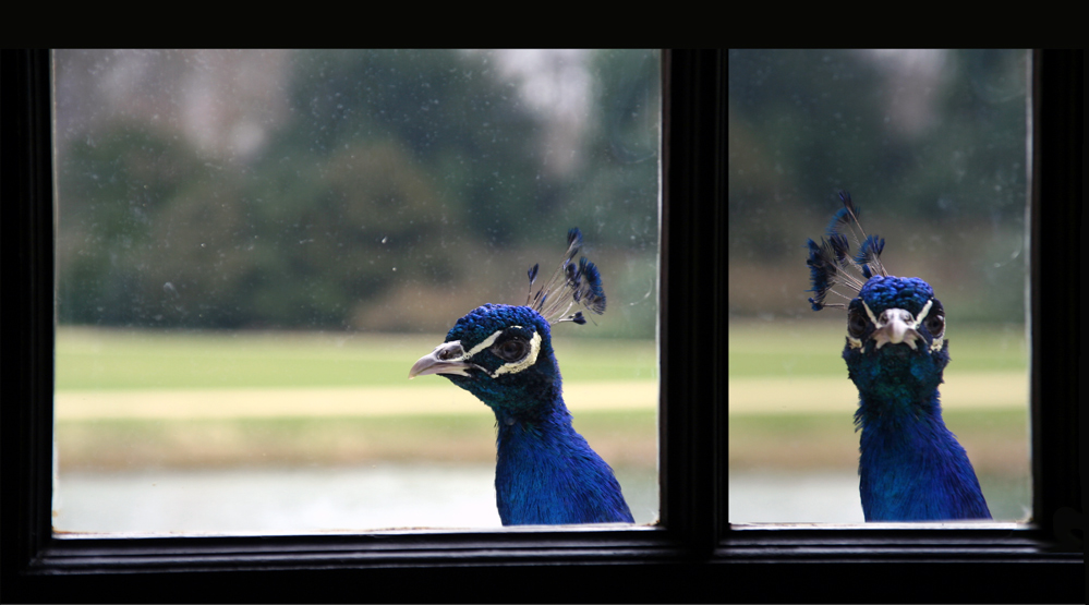 Blick durchs Fenster