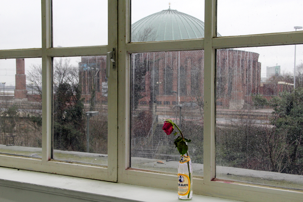 Blick durchs Fenster mit Rose