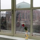 Blick durchs Fenster mit Rose