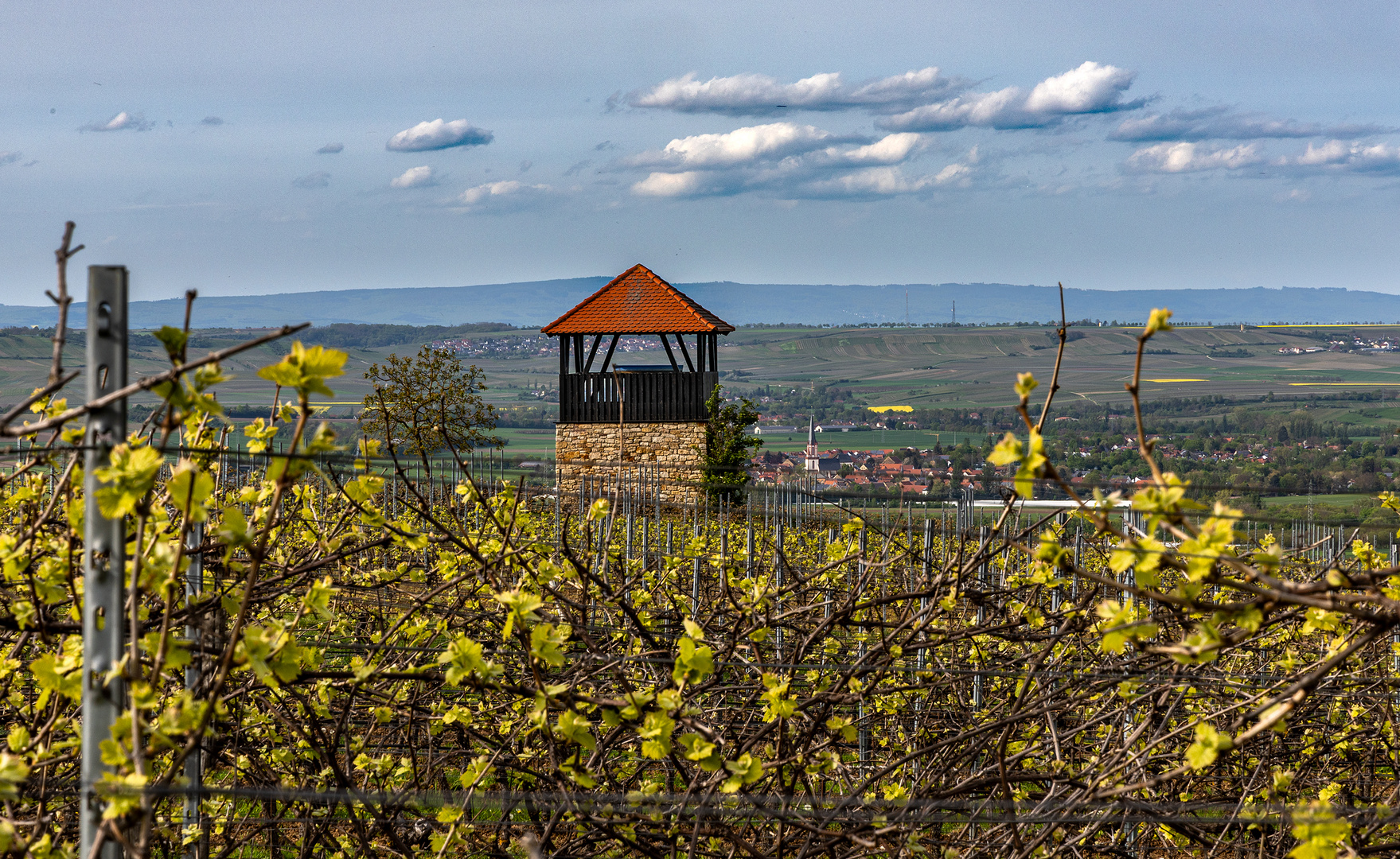 Blick durchs frische Grün der Reben