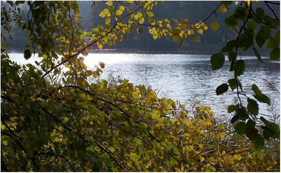 Blick durchs Geäst