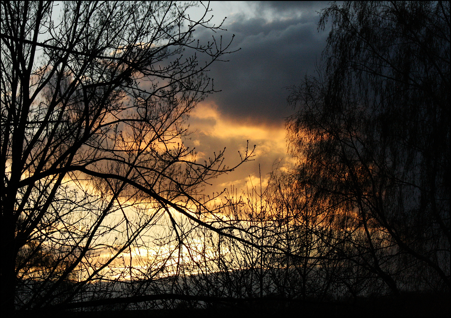 Blick durchs Geäst