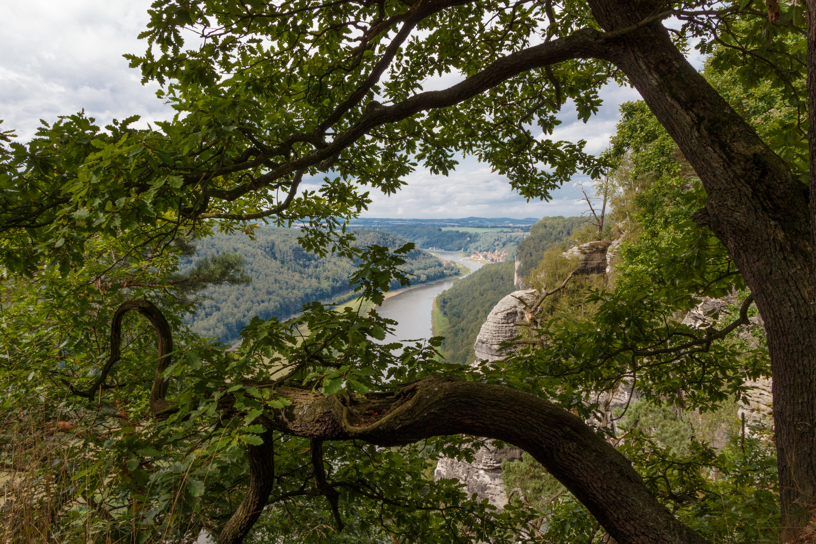 Blick durchs Geäst auf das Elbtal bei Rathen