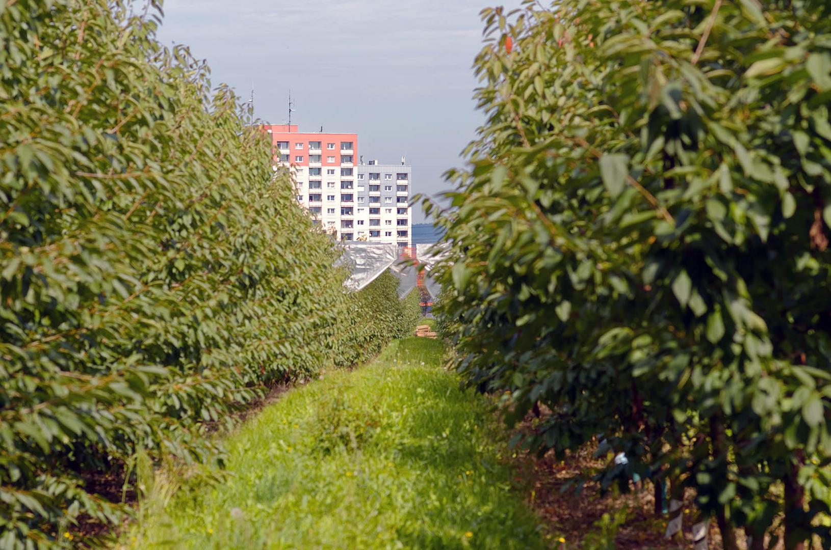 Blick durchs Obstspalier