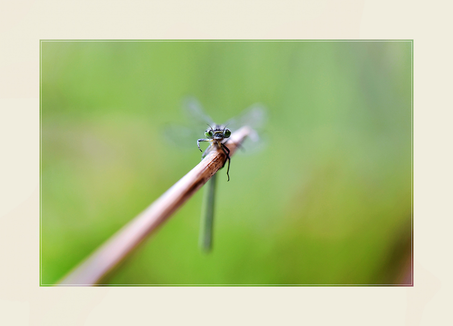 Blick einer Kleinlibelle