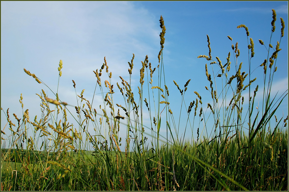 Blick gen Himmel im Juni