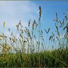 Blick gen Himmel im Juni