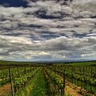 Blick hin zum Odenwald