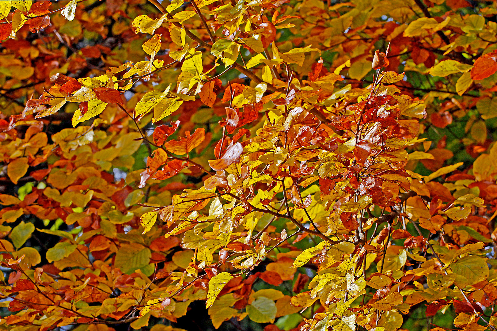 Blick hinauf in das herbstlich bunte Buchen-Blätterdach