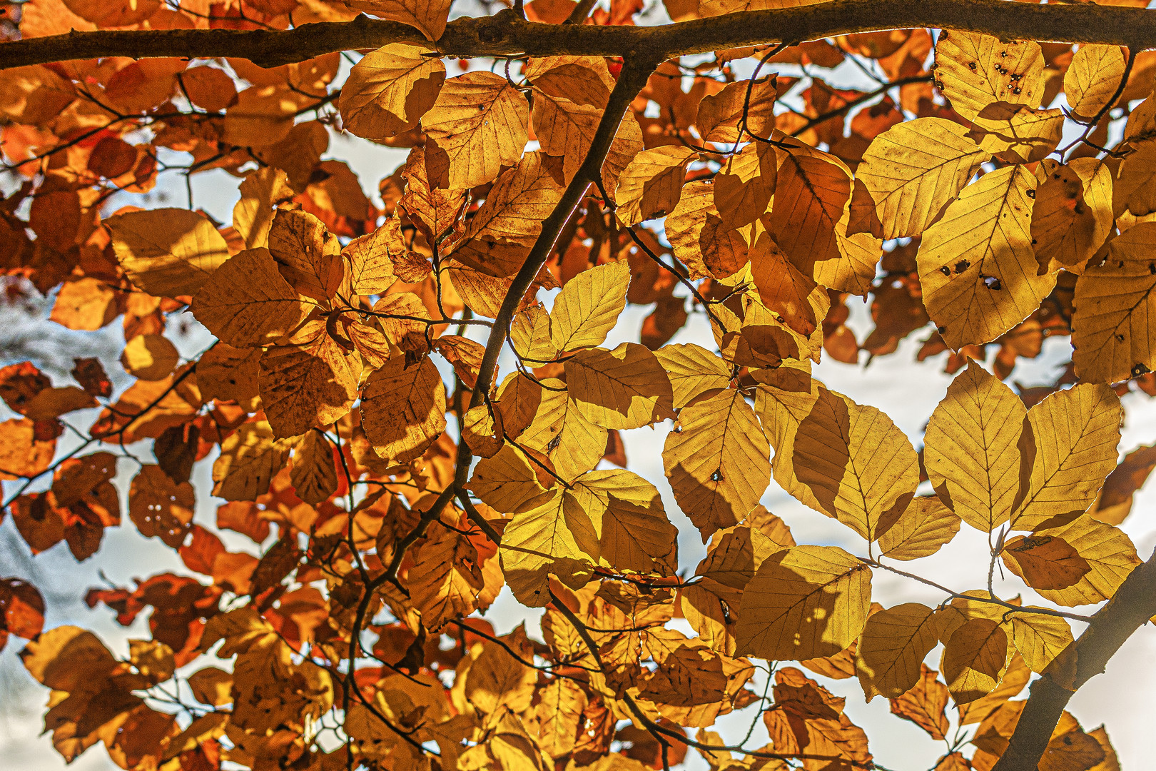 Blick hoch in den herbstlichen Baum