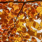 Blick hoch in den herbstlichen Baum