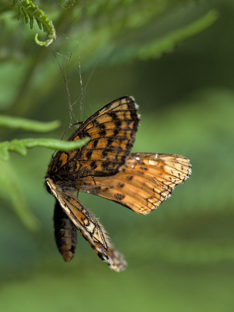 Blick in Arachnes Speisekammer