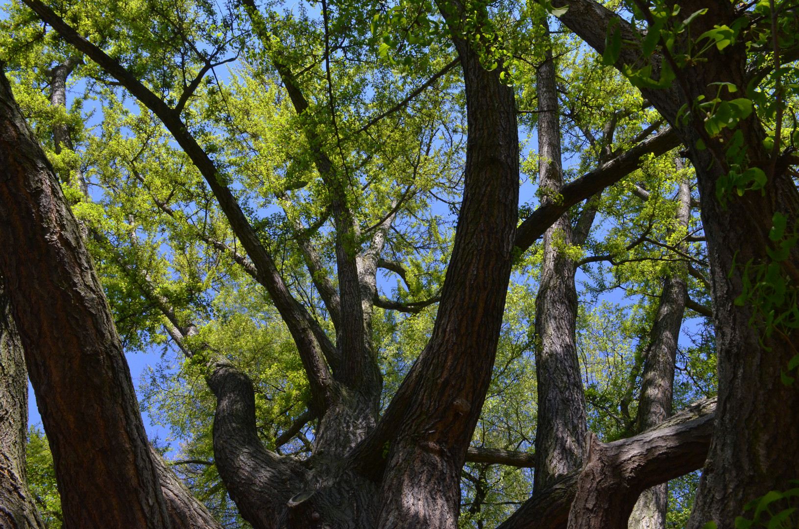 Blick in Baum