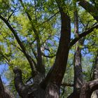 Blick in Baum