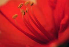 Blick in das Innere - Amaryllis