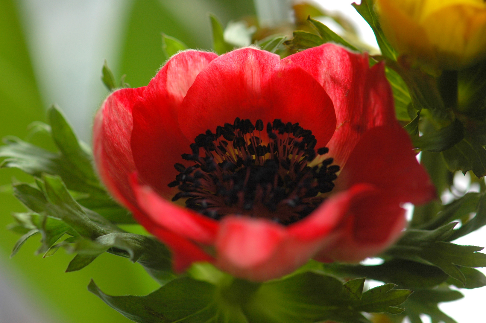 Blick in das Innere einer Anemone