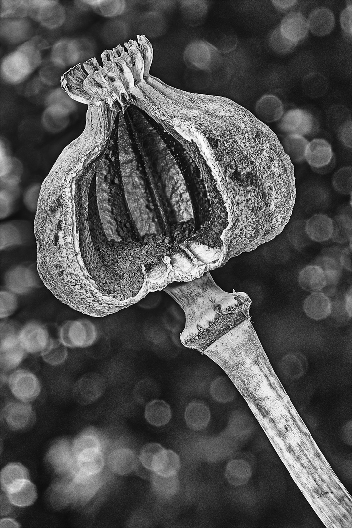 Blick in das Innere einer Mohn- Samenkapsel, SW