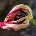 Blick in das Innere einer Tulpe