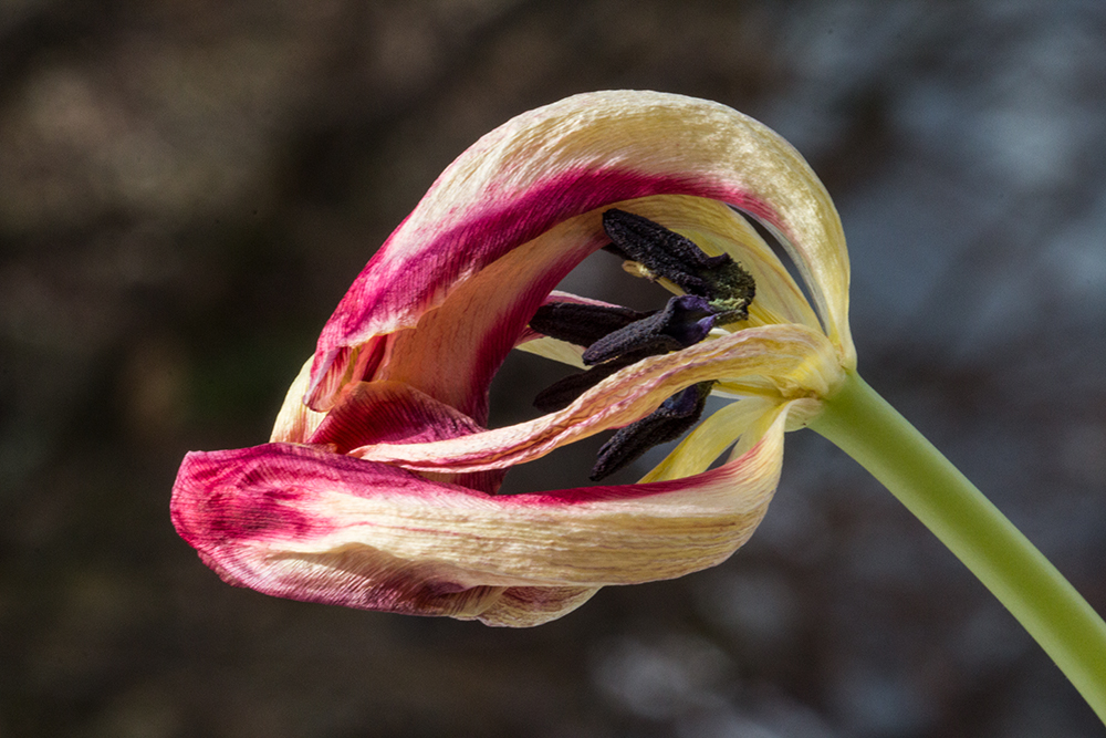 Blick in das Innere einer Tulpe