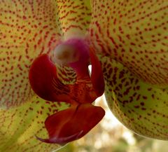 Blick in das Innerste einer Orchideenblüte.