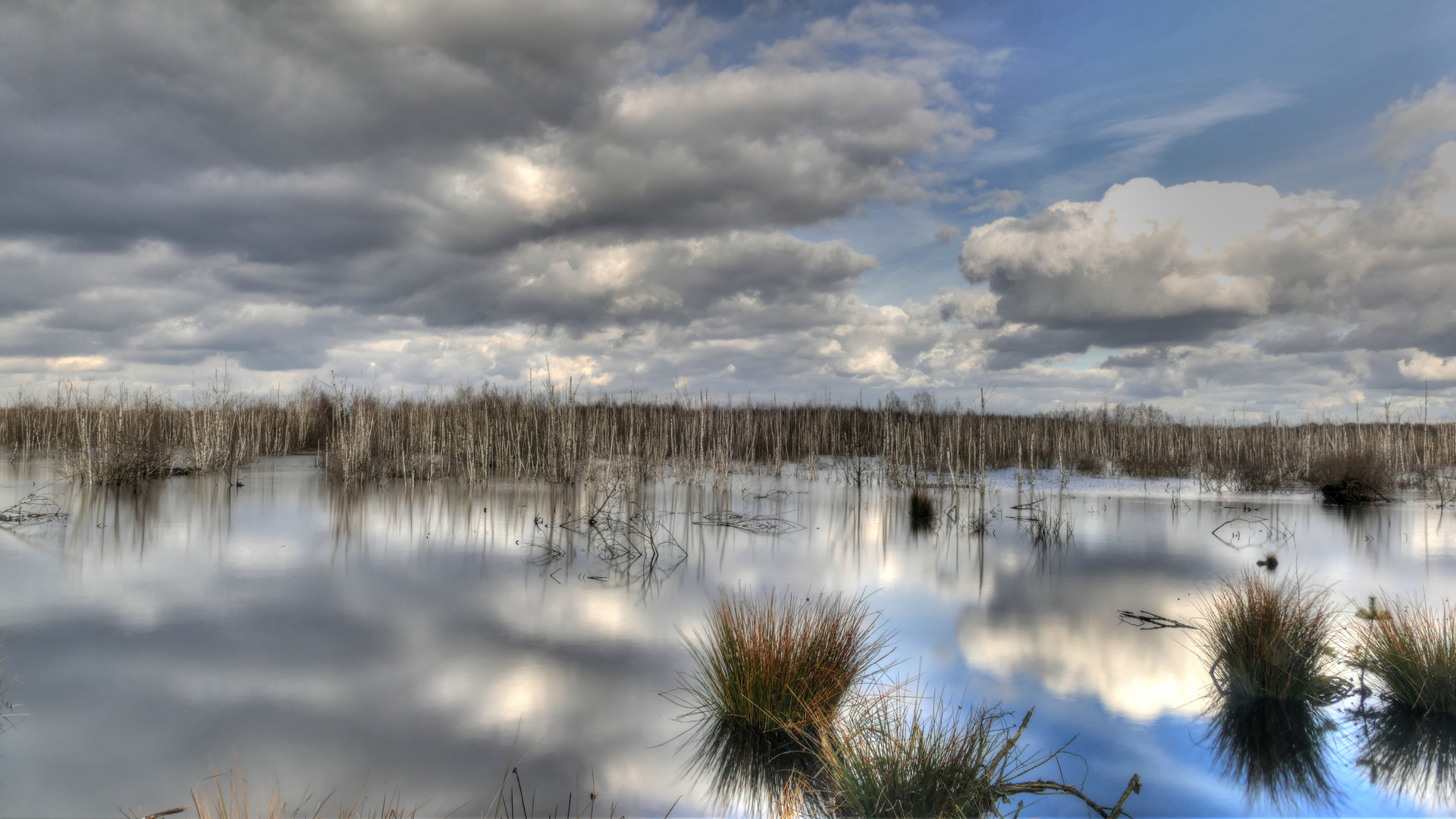 Blick in das Moor