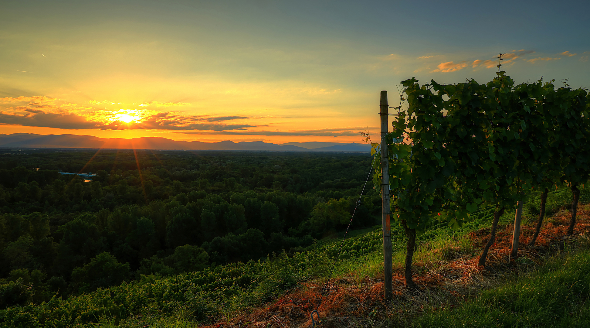 Blick in das Rheintal