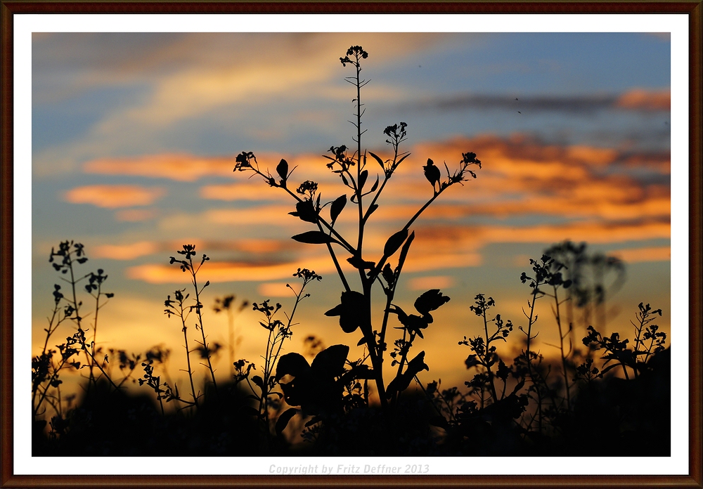 Blick in den Abendhimmel