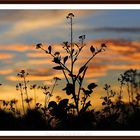 Blick in den Abendhimmel