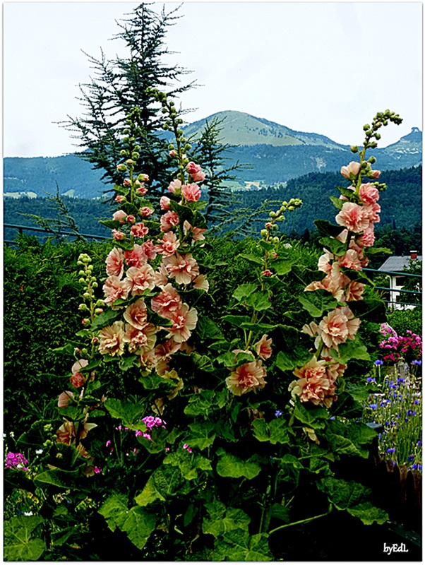 Blick in den Bauerngarten.