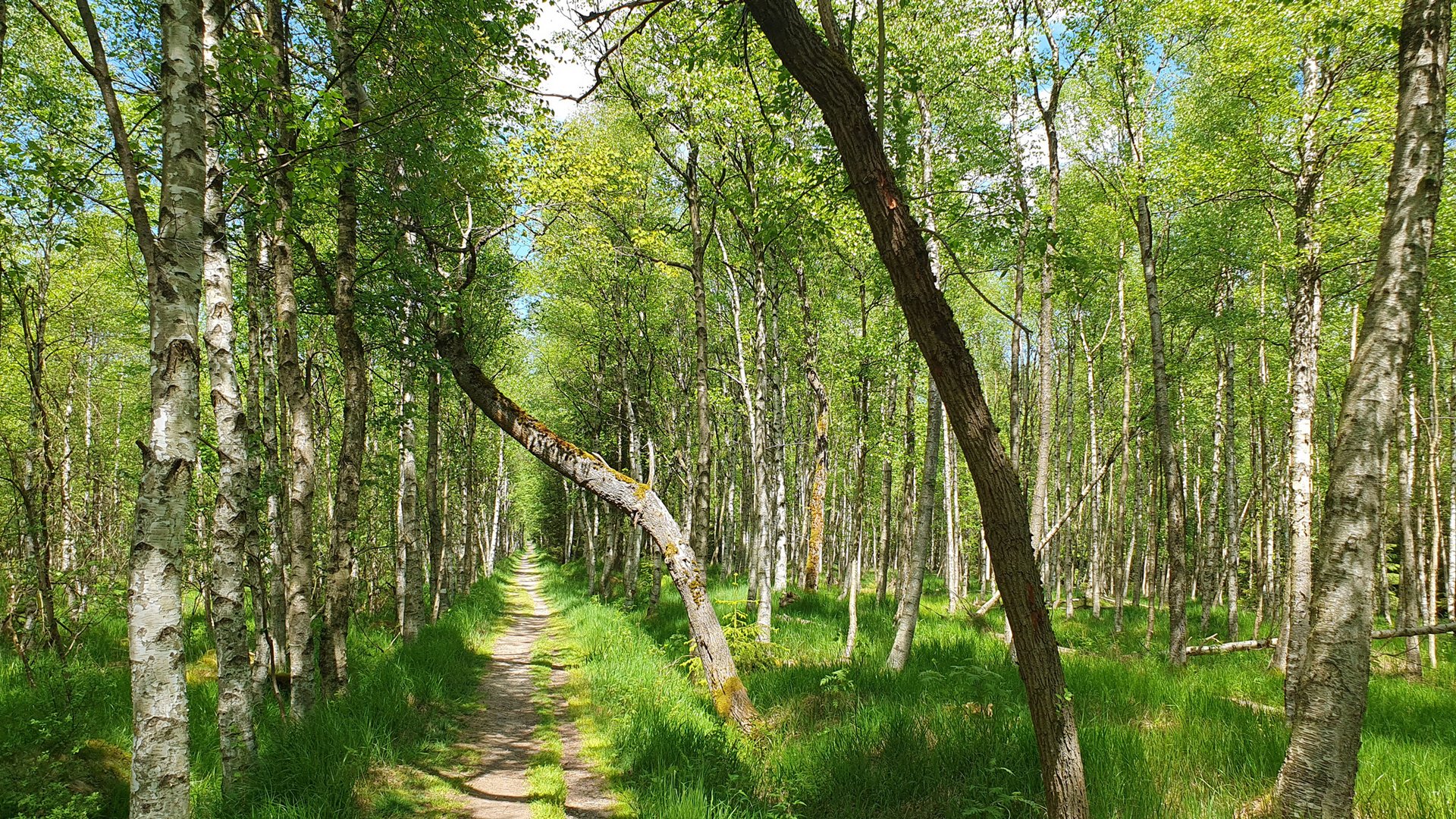 Blick in den Birkenwald