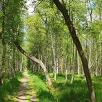 Blick in den Birkenwald