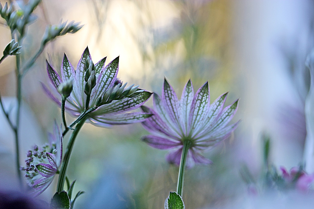 Blick in den Blumenstrauß