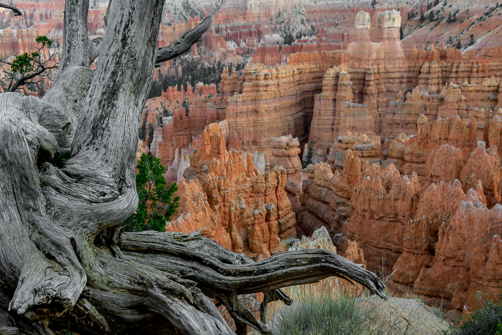 Blick in den Bryce Canyon