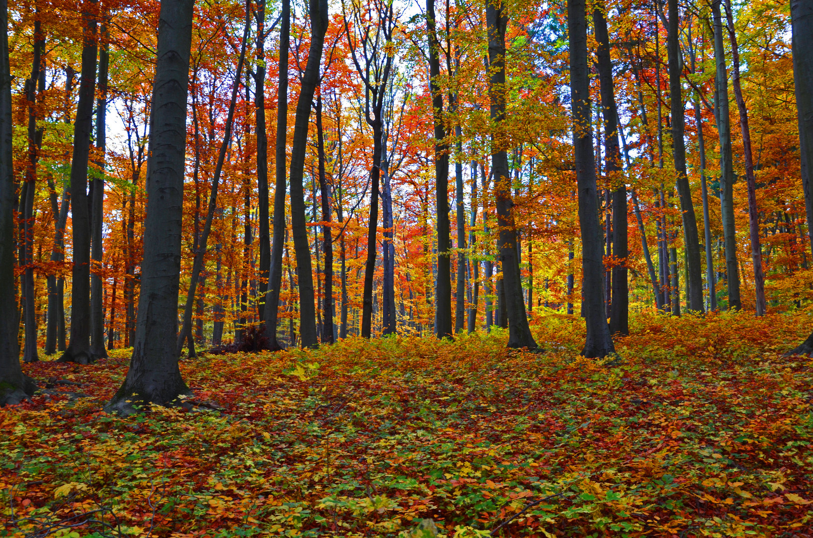 Blick in den bunten Herbstwald