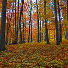 Blick in den bunten Herbstwald