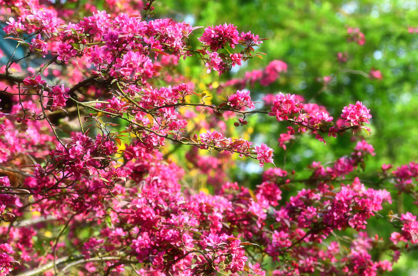 Blick in den chinesischen Garten