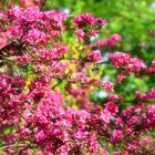 Blick in den chinesischen Garten