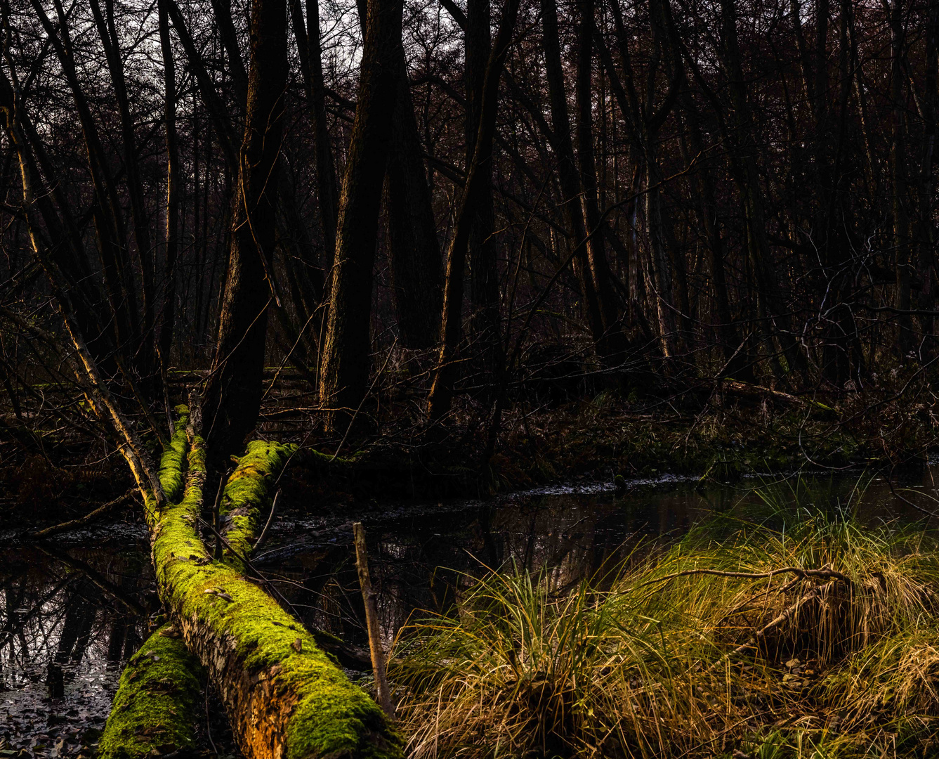 Blick in den dunklen Wald