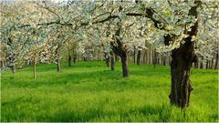 Blick in den Frühling