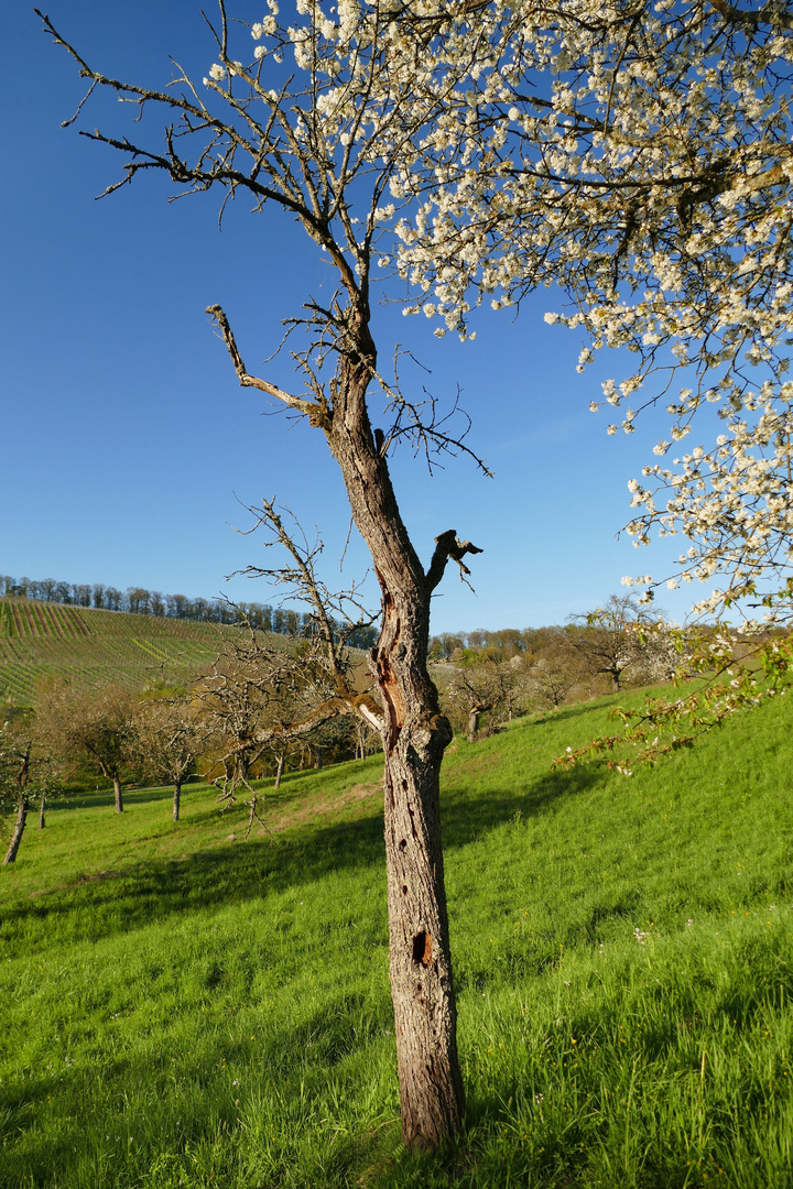 Blick in den Frühling...