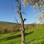 Blick in den Frühling...