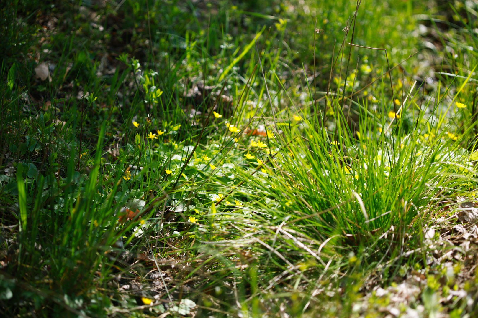 blick in den Frühling