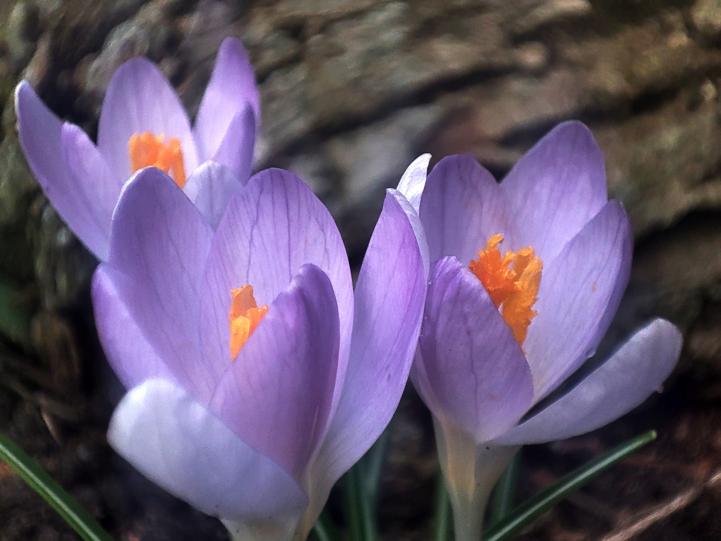 Blick in den Frühling