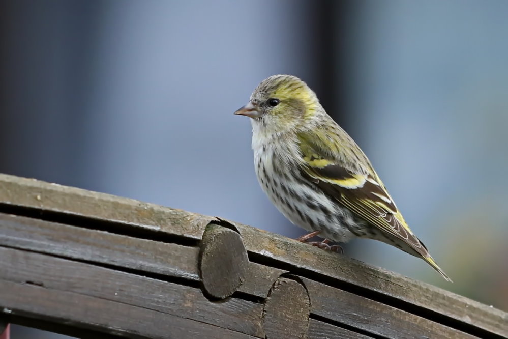 Blick in den Garten