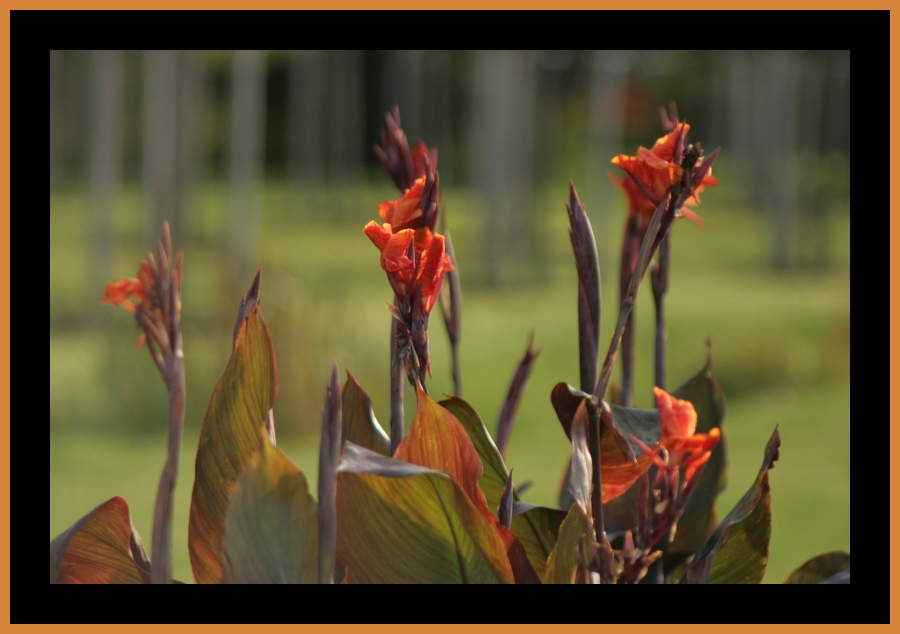 Blick in den Garten